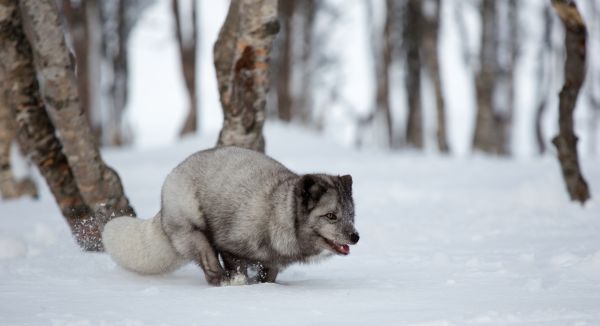 blue fox,τρέξιμο,αλεπού