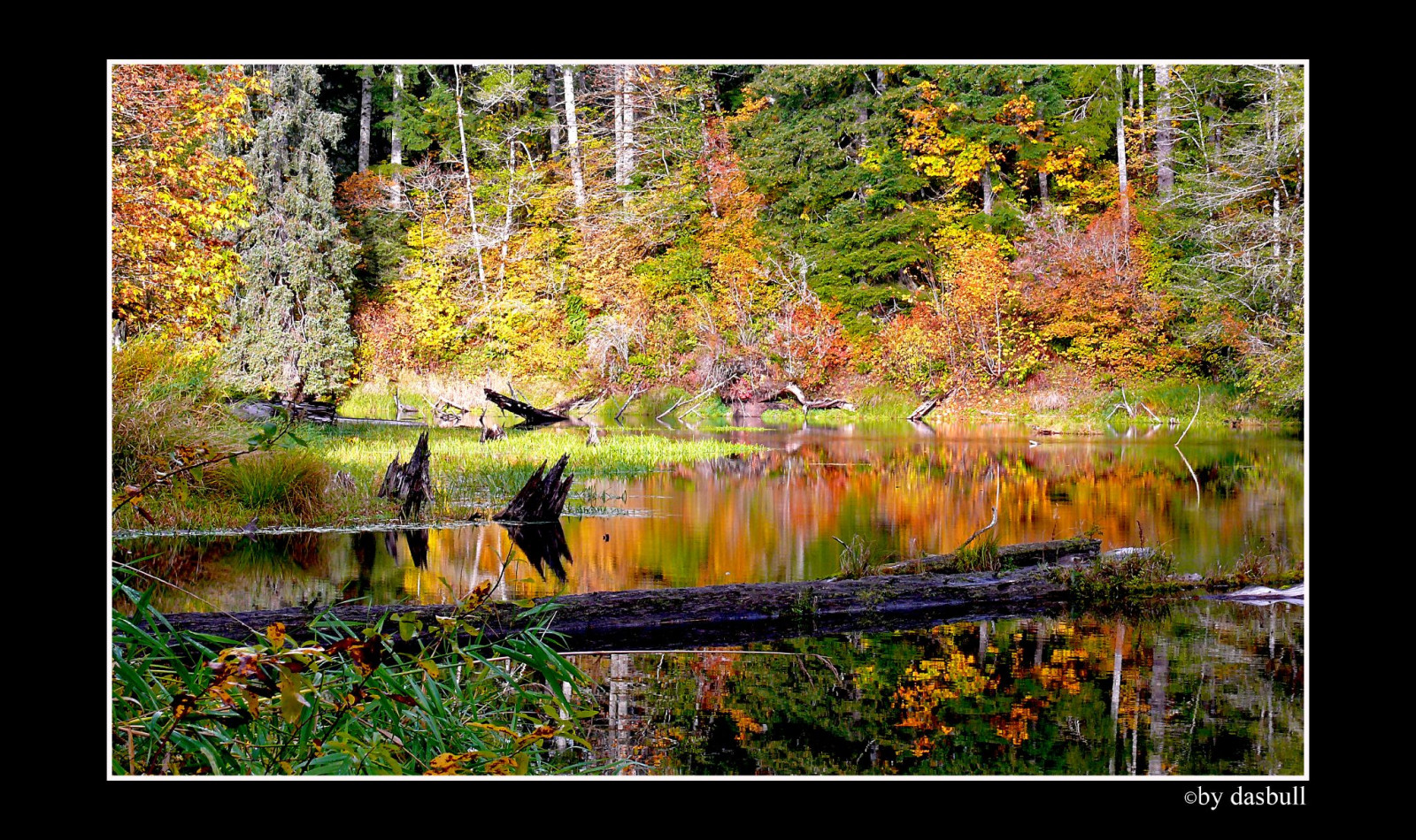 kontrast, skog, Photoshop, mørk, natur, kjærlighet, rød, speilbilde, kunstverk, Turisme, grønn, gul, Tone, tekstur, Glede, atmosfære, Logg, USA, villmark, dam, ramme, arbeid, skarp, perspektiv, skudd, Panasonic, vinkel, våtmarks, generisk, KUNST, lett, farge, vakker, tre, høst, blad, blomst, washington, flott, kul, skjønnhet, årstid, naturlig, bilde, flora, farge, moro, oss, fantastisk, plassering, pro, LUMIX, beste, Rått, bilde, bilde, føle, Fantastisk, bra skudd, superbmasterpiece, ekte, lidenskap, diamondclassphotographer, autentisk, blueribbonwinner, Nord Amerika, wa, nordvest, skog, pacificnorthwest, habitat, naturlige omgivelser, FZ50, økosystem, PNW, spennende, washingtonstate, grenser, graysharbor, Armature, joyfull, beaverpond, humptulips, Hoquiam, fallreflections, dmcfz50, panasonicdmcfz50, dasbull, splediferouse, photosexplore