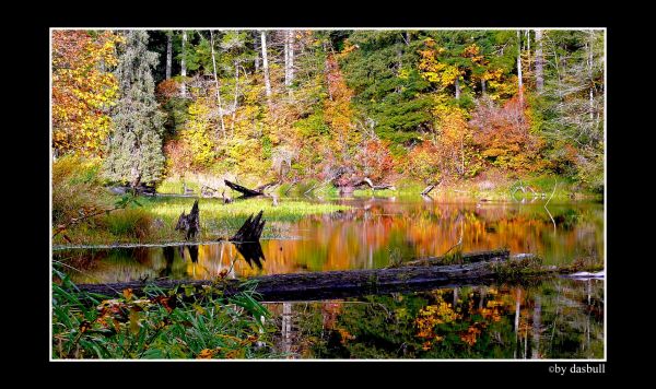 bosque, naturaleza, amor, contraste, Photoshop, oscuro