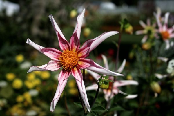 花,厂,花瓣,terrestrial plant,草本植物,开花植物