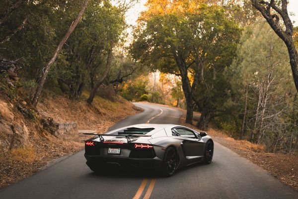 車,ランボルギーニAventador,ランボルギーニ,木,道路