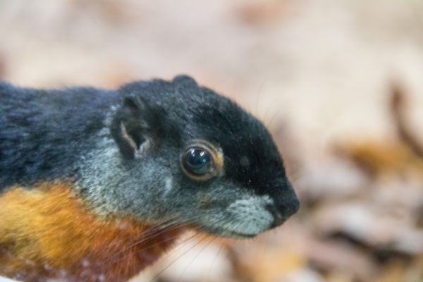 Germania,natura,Zoo,natura,scoiattolo,barba