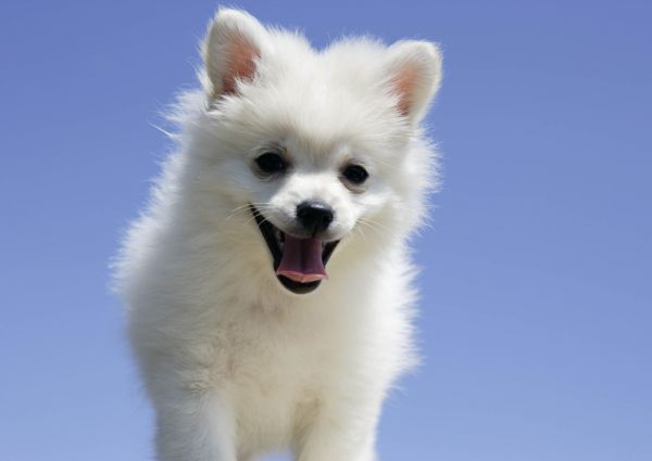 câine,Pomerania,cățeluș,mamifer,animale vertebrate,limbă