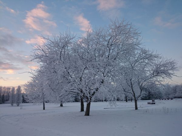 panorama, céu, neve, inverno, nuvens, ramo