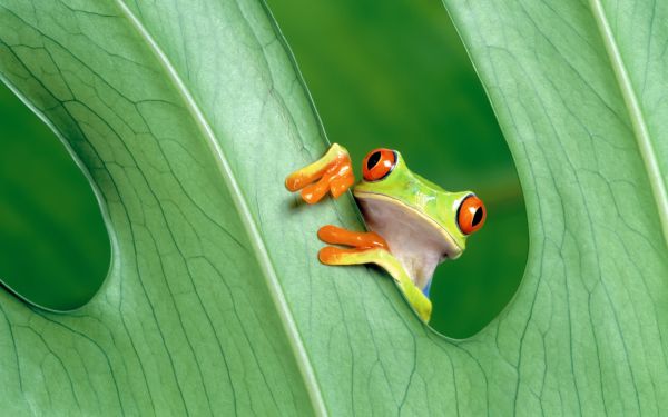 amphibie,grenouille,3200x2000 px,Eyed Tree Frogs,feuilles,rouge