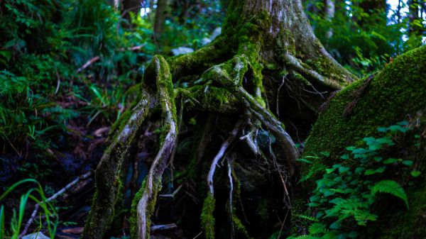 kasvi,ekoalueella,Natural landscape,plant community,puu,haara