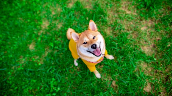 Akita,dog,animals,grass