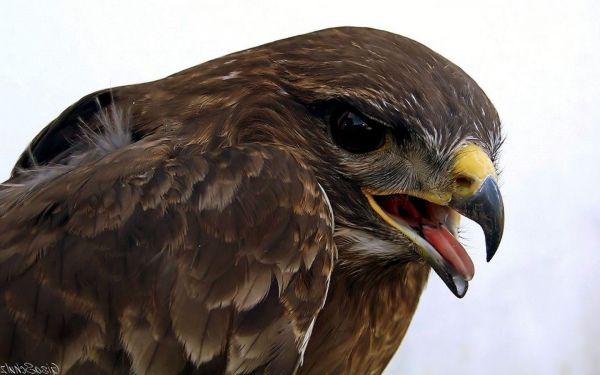 natura,uccelli,animali,natura,uccello rapace,aquila