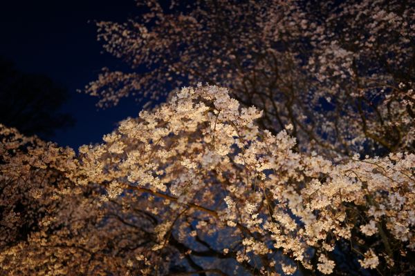 Japon,lumière du soleil,aliments,branche,fleur de cerisier,la nature