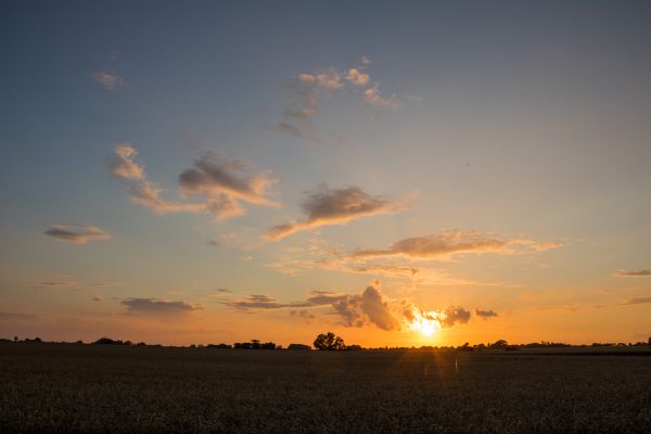 sollys,landskap,solnedgang,himmel,felt,soloppgang