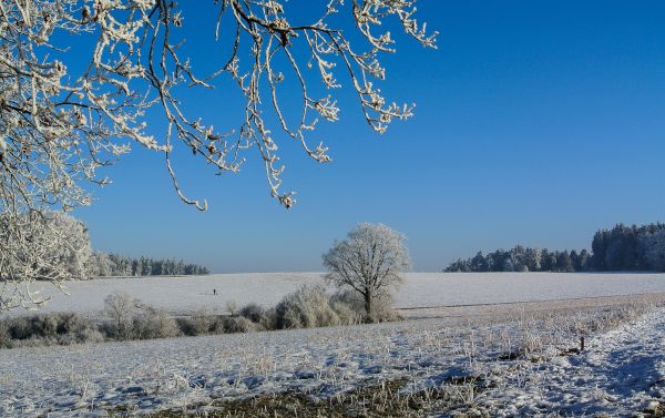 luce del sole, alberi, paesaggio, natura, cielo, la neve