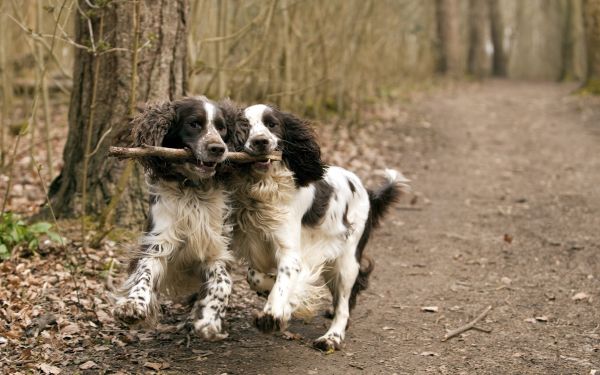 cachorro,mamífero,brincalhão,Cão, como, mamífero,casal,bastão