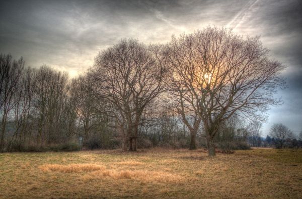 sunlight,trees,landscape,sunset,nature,forest