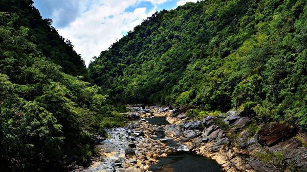 naturaleza,río,bosque