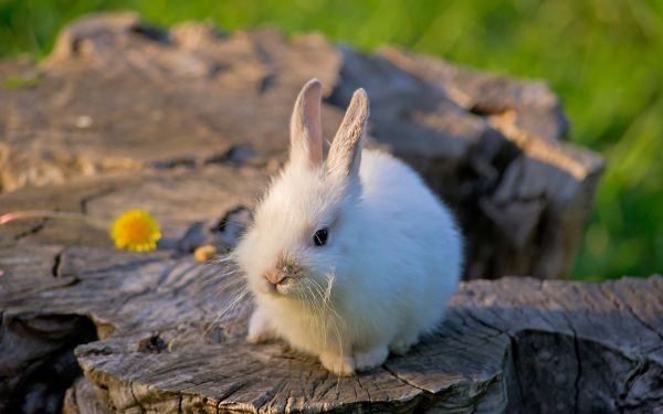 rabbit,tree stump,bright,flower,honey