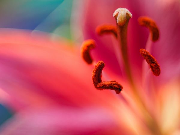 Diyafram açıklığı,Blau,Blumen,Bl ten,Bokeh,Dof