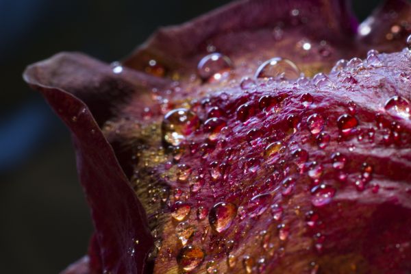 ピンク,赤,写真,花弁,露,色