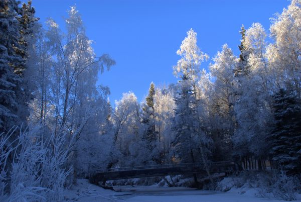 auringonvalo, luonto, lumi, talvi-, metsä, haara