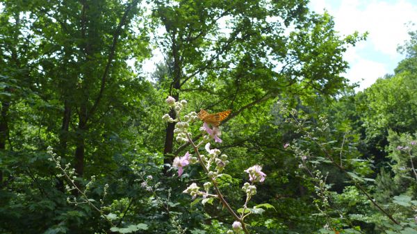 butterfly,nature,lumix,Greece,forest,flowers