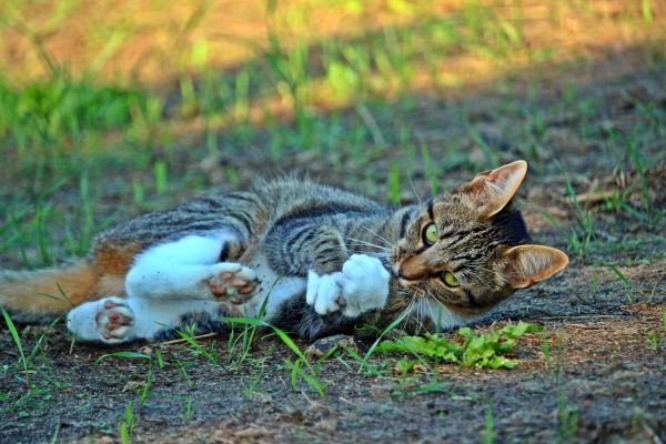 kedi,Eğlenceli,Yalan söylemek,çizgili