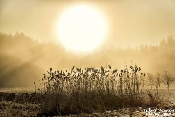 tamron, Nikon, d810, sp, 70200mm, f28