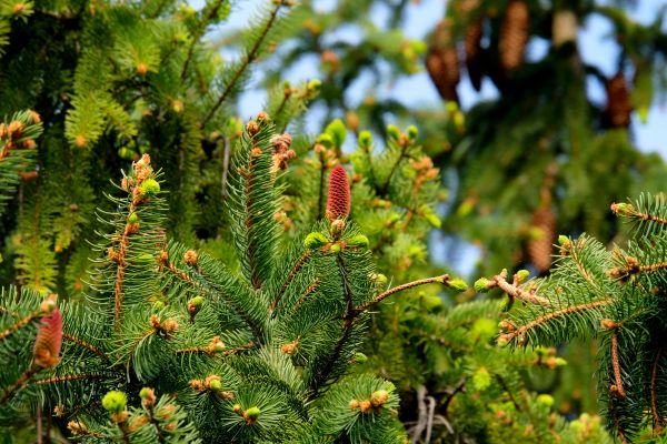 abeto,Agulhas,Cones