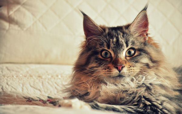 gatto,animali,pelliccia,barba,Maine Coon,occhio