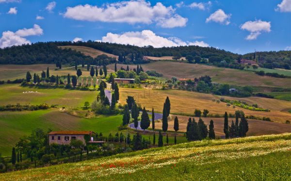 Toscane,Italie,la nature,des arbres,Lucca