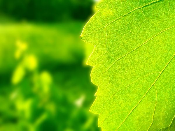 lumière du soleil,vert,jaune,feuilles,herbe,branche