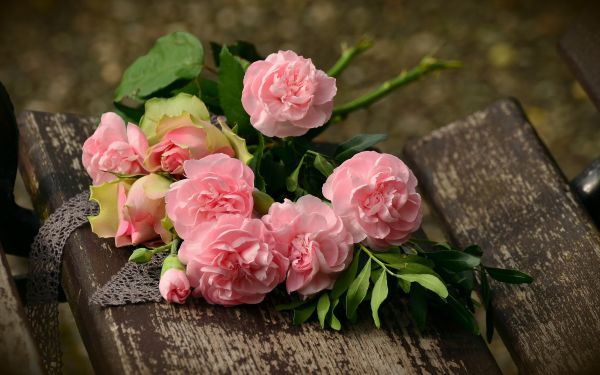 wooden surface,4690x2939 px,bench,bokeh,leaves,rose