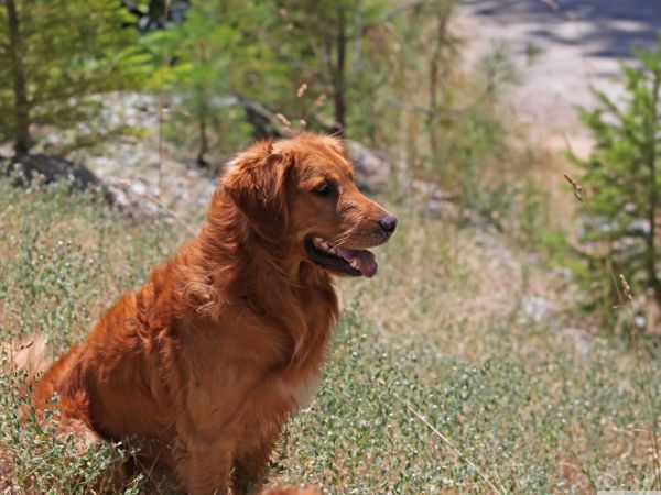 犬,草,待っている,座っている