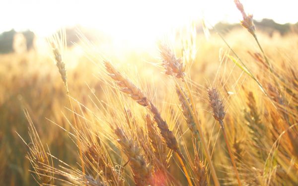 zonlicht,gras,eten,planten,veld-,tarwe