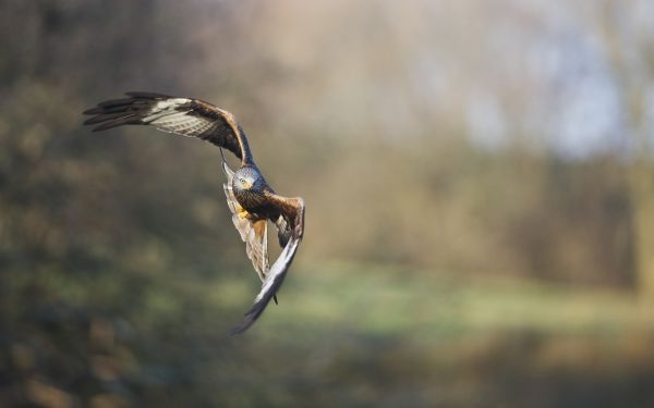 natura,cielo,uccelli,animali,natura,falchi