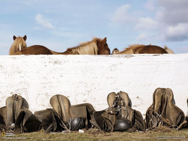 panorama,Animais,areia,cavalo,parede,animais selvagens