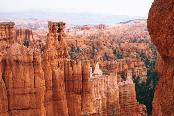 ต้นไม้,ธรรมชาติ,หน้าผา,อุทยานแห่งชาติ,แคนยอน,อุทยานแห่งชาติ Bryce Canyon