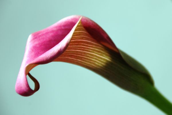 blomster, natur, rosa, lett, lilje, calla