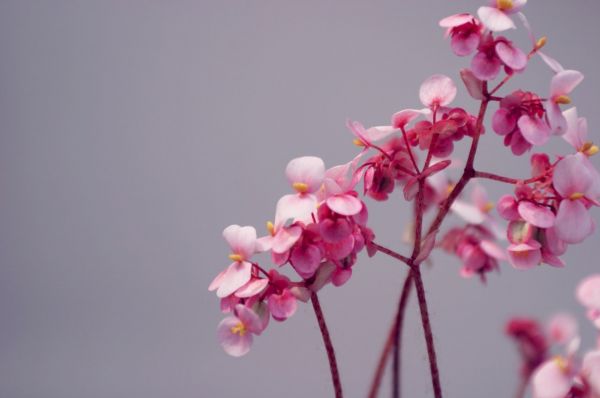 Flores,flores cor de rosa,1280x850 px