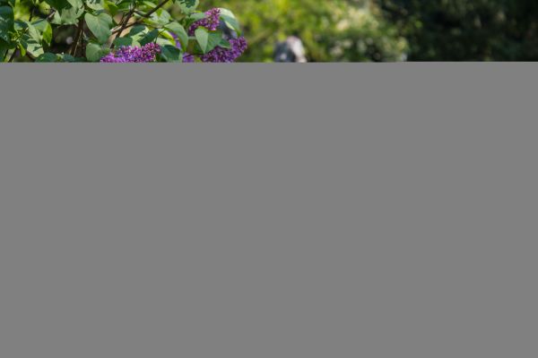 lilas,statue,fleur,Blomma,Stadsparken,Trelleborg