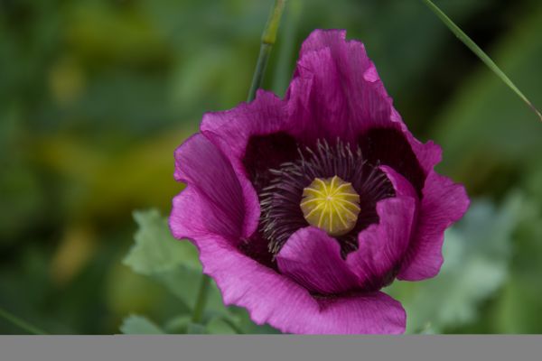 λουλούδι,μωβ,λιλά,παπαρούνα,blomma,Μάλμο