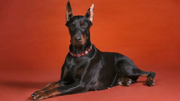 Fotos,doberman,cachorro,deitado,coleira