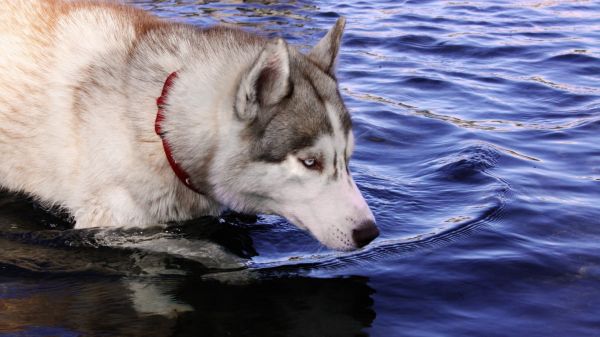 Hayvanlar,su damlaları,köpek,Sibirya kurdu,Alaskan Malamute,memeli