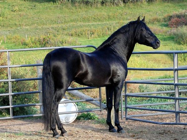 animals,horse,Dark Horse,pasture,Colt,foal