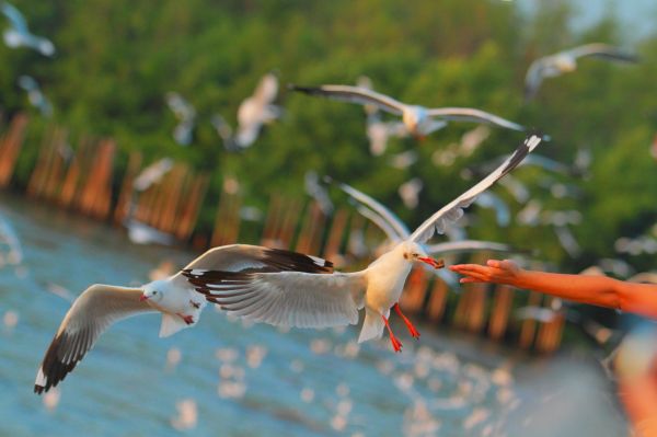 laut,camar,burung-burung,tangan