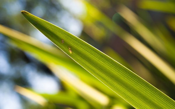 sunlight, depth of field, nature, grass, plants, photography