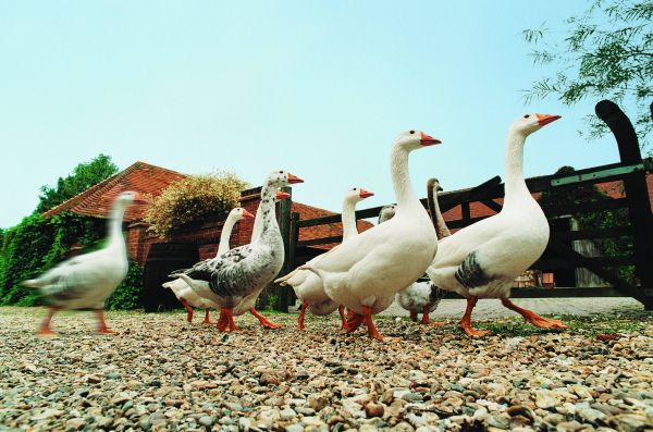 landbrug,and,gås,gæs,fugl,fauna