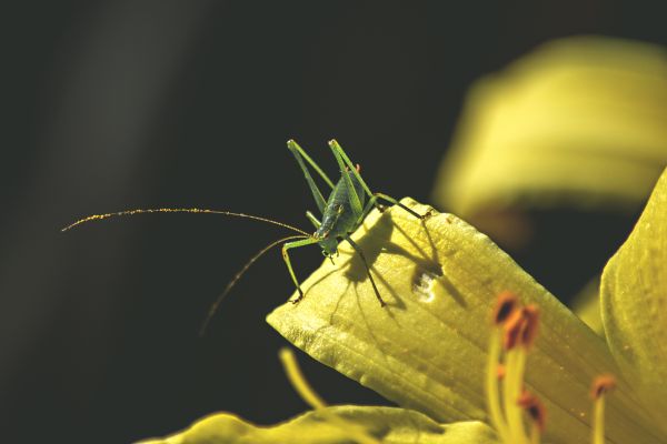 slnečnému žiareniu,listy,príroda,fotografovanie,zelená,hmyz