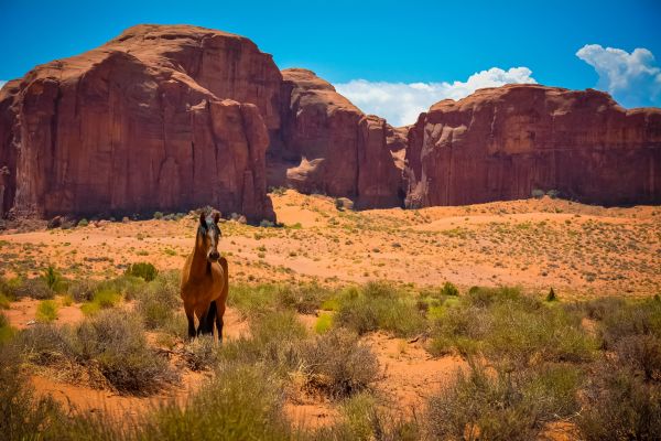 USA,Monument Valley,sivatag,ló,Arizona,vadnyugat