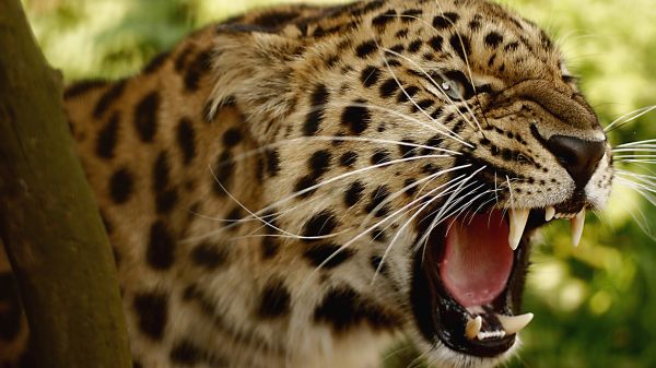 Animais, animais selvagens, Gatos grandes, Jardim zoológico, Bigodes, leopardo