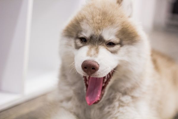 perro,perrito,mamífero,vertebrado,Husky siberiano,Malamute de Alaska