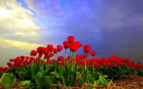 veld-,velden,bloem,bloemen,tulp,1920x1200 px